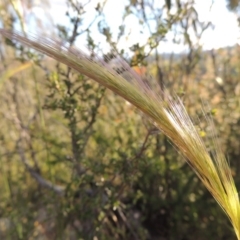 Dichelachne sp. (Plume Grasses) at Pine Island to Point Hut - 1 Nov 2014 by MichaelBedingfield