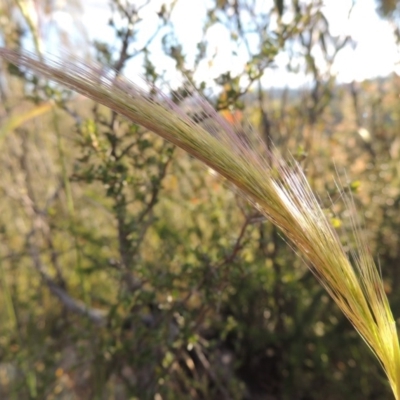 Dichelachne sp. (Plume Grasses) at Greenway, ACT - 1 Nov 2014 by MichaelBedingfield