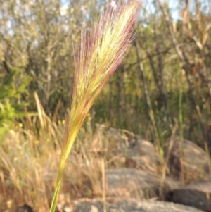 Dichelachne sp. at Greenway, ACT - 1 Nov 2014