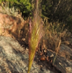 Dichelachne sp. at Greenway, ACT - 1 Nov 2014