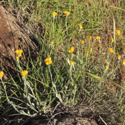 Chrysocephalum apiculatum (Common Everlasting) at Greenway, ACT - 1 Nov 2014 by MichaelBedingfield