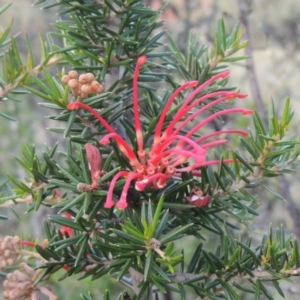 Grevillea juniperina at Greenway, ACT - 1 Nov 2014