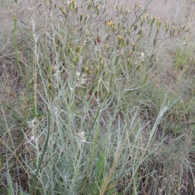 Senecio quadridentatus (Cotton Fireweed) at Greenway, ACT - 1 Nov 2014 by MichaelBedingfield