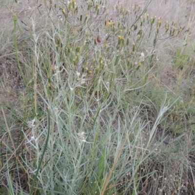 Senecio quadridentatus (Cotton Fireweed) at Pine Island to Point Hut - 1 Nov 2014 by MichaelBedingfield