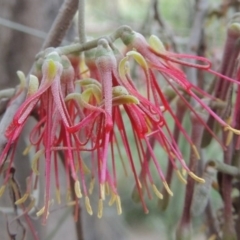 Amyema cambagei (Sheoak Mistletoe) at Greenway, ACT - 1 Nov 2014 by michaelb