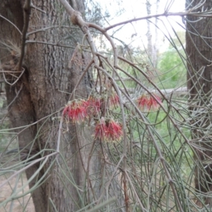 Amyema cambagei at Greenway, ACT - 1 Nov 2014