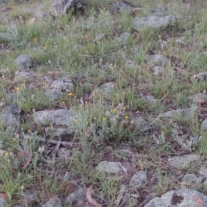 Chrysocephalum apiculatum at Greenway, ACT - 1 Nov 2014 08:03 PM