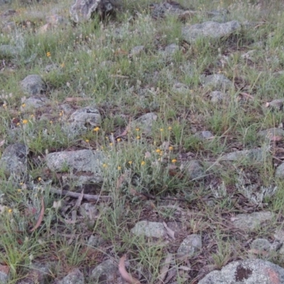 Chrysocephalum apiculatum (Common Everlasting) at Bullen Range - 1 Nov 2014 by michaelb