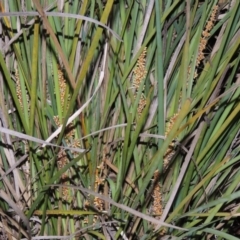 Lomandra longifolia (Spiny-headed Mat-rush, Honey Reed) at Greenway, ACT - 1 Nov 2014 by MichaelBedingfield