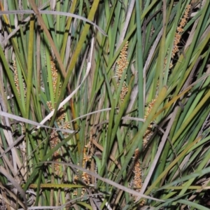 Lomandra longifolia at Greenway, ACT - 1 Nov 2014