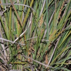 Lomandra longifolia (Spiny-headed Mat-rush, Honey Reed) at Bullen Range - 1 Nov 2014 by michaelb