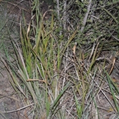 Imperata cylindrica (Blady Grass) at Greenway, ACT - 1 Nov 2014 by MichaelBedingfield