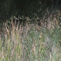 Imperata cylindrica (Blady Grass) at Greenway, ACT - 1 Nov 2014 by MichaelBedingfield