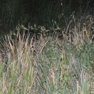 Imperata cylindrica at Greenway, ACT - 1 Nov 2014 08:15 PM