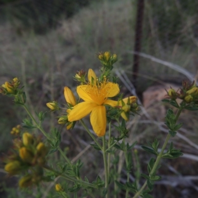 Hypericum perforatum (St John's Wort) at Greenway, ACT - 1 Nov 2014 by MichaelBedingfield