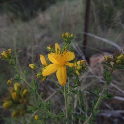 Hypericum perforatum (St John's Wort) at Pine Island to Point Hut - 1 Nov 2014 by MichaelBedingfield