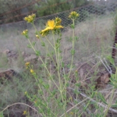 Hypericum perforatum at Greenway, ACT - 1 Nov 2014