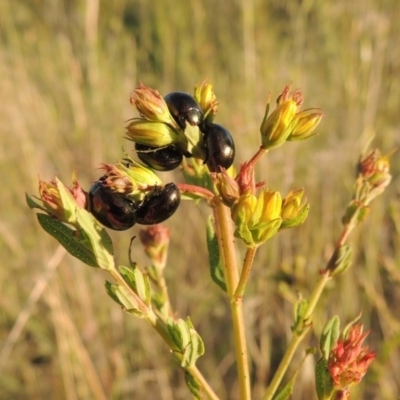 Hypericum perforatum (St John's Wort) at Paddys River, ACT - 2 Nov 2014 by MichaelBedingfield