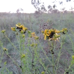 Hypericum perforatum at Paddys River, ACT - 2 Nov 2014 07:05 PM