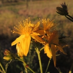 Hypericum perforatum at Paddys River, ACT - 2 Nov 2014 07:05 PM