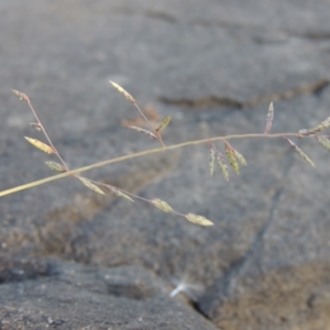 Eragrostis brownii at Paddys River, ACT - 2 Nov 2014
