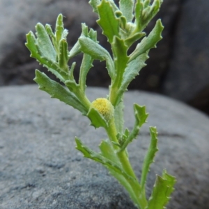 Centipeda cunninghamii at Paddys River, ACT - 2 Nov 2014