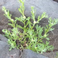 Centipeda cunninghamii at Paddys River, ACT - 2 Nov 2014 06:46 PM