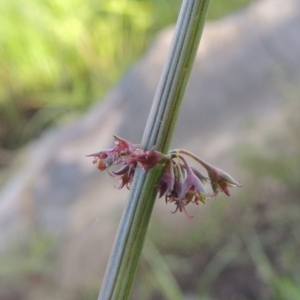 Rumex brownii at Paddys River, ACT - 2 Nov 2014 06:52 PM