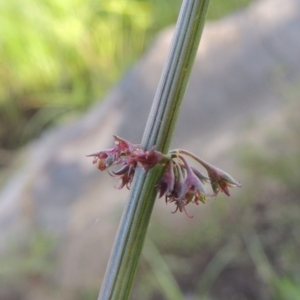 Rumex brownii at Paddys River, ACT - 2 Nov 2014