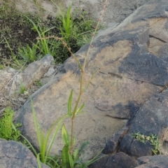 Rumex brownii at Paddys River, ACT - 2 Nov 2014