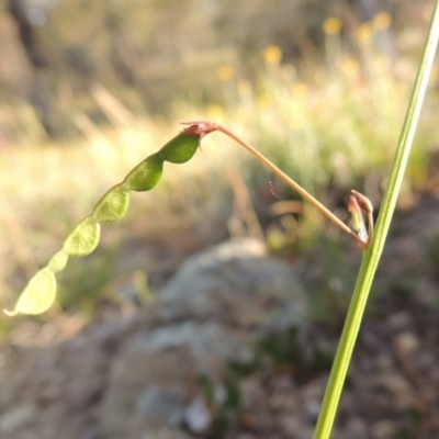 Grona varians (Slender Tick-Trefoil) at Pine Island to Point Hut - 2 Nov 2014 by MichaelBedingfield