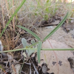 Grona varians at Pine Island to Point Hut - 2 Nov 2014 06:58 PM