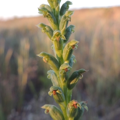 Microtis parviflora (Slender Onion Orchid) at Bonython, ACT - 2 Nov 2014 by MichaelBedingfield