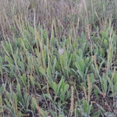 Plantago varia (Native Plaintain) at Bonython, ACT - 2 Nov 2014 by MichaelBedingfield