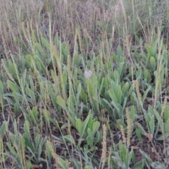 Plantago varia (Native Plaintain) at Pine Island to Point Hut - 2 Nov 2014 by MichaelBedingfield