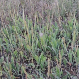 Plantago varia at Bonython, ACT - 2 Nov 2014 07:39 PM