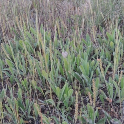 Plantago varia (Native Plaintain) at Bonython, ACT - 2 Nov 2014 by MichaelBedingfield