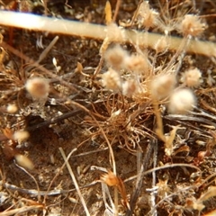 Centrolepis strigosa (Hairy Centrolepis) at Gungahlin, ACT - 13 Nov 2014 by MichaelMulvaney