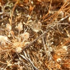 Centrolepis strigosa at Gungahlin, ACT - 13 Nov 2014