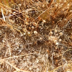 Centrolepis strigosa at Gungahlin, ACT - 13 Nov 2014