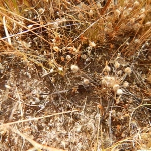 Centrolepis strigosa at Gungahlin, ACT - 13 Nov 2014