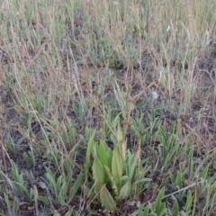 Rumex dumosus (Wiry Dock) at Bonython, ACT - 2 Nov 2014 by MichaelBedingfield