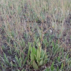 Rumex dumosus (Wiry Dock) at Pine Island to Point Hut - 2 Nov 2014 by MichaelBedingfield