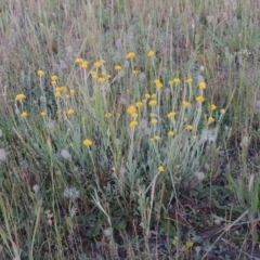 Chrysocephalum apiculatum (Common Everlasting) at Bonython, ACT - 2 Nov 2014 by MichaelBedingfield