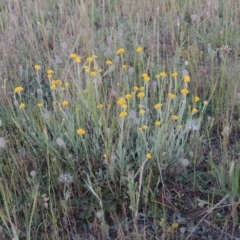 Chrysocephalum apiculatum (Common Everlasting) at Pine Island to Point Hut - 2 Nov 2014 by MichaelBedingfield