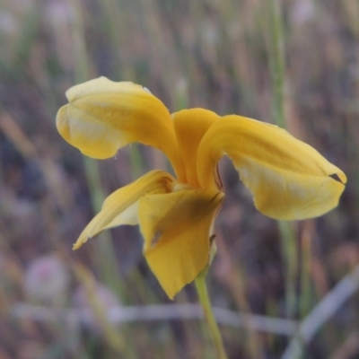 Goodenia pinnatifida (Scrambled Eggs) at Bonython, ACT - 2 Nov 2014 by MichaelBedingfield