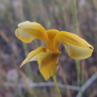 Goodenia pinnatifida (Scrambled Eggs) at Pine Island to Point Hut - 2 Nov 2014 by MichaelBedingfield