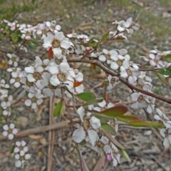Gaudium brevipes (Grey Tea-tree) at Paddys River, ACT - 15 Nov 2014 by galah681