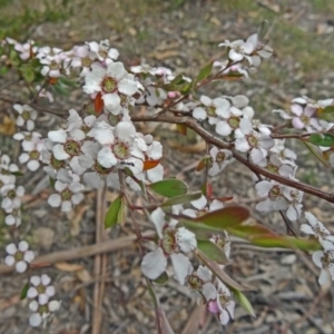 Gaudium brevipes at Paddys River, ACT - 15 Nov 2014