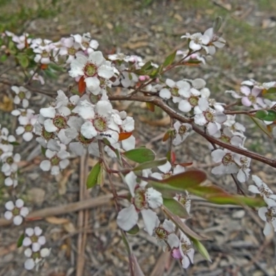 Gaudium brevipes (Grey Tea-tree) at Tidbinbilla Nature Reserve - 14 Nov 2014 by galah681